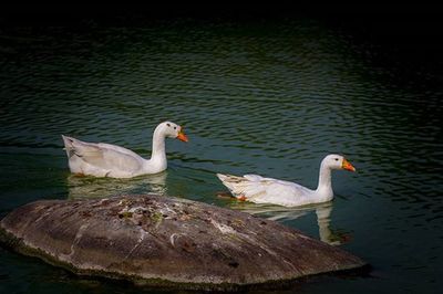 Birds in calm water