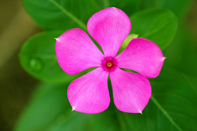 Close-up of pink flowering plant