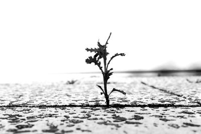 Close-up of dry plant on land against clear sky