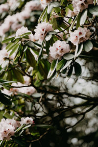 Close-up of white cherry blossom tree