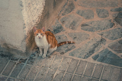 High angle portrait of cat sitting on floor