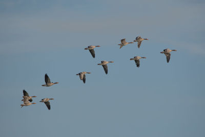 Low angle view of birds flying in sky