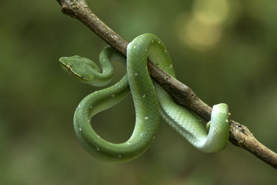 Close-up of green lizard on plant