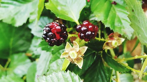 Close-up of strawberry growing on plant