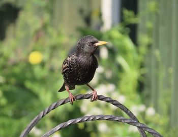 Close-up of bird perching on tree