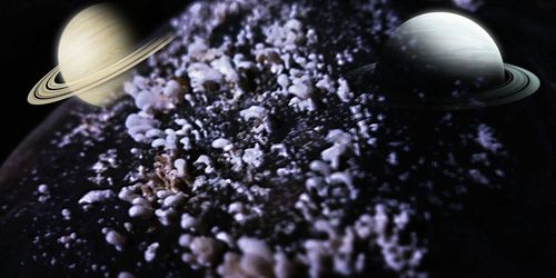 High angle view of purple flowering plant