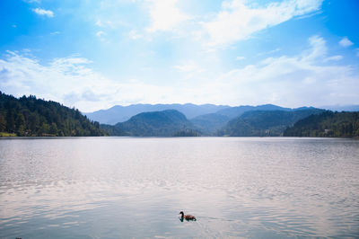 Duck swimming in scenic lake against sky