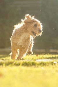 High angle view of a dog