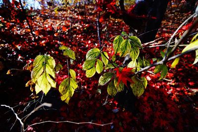 Close-up of fruits growing on tree