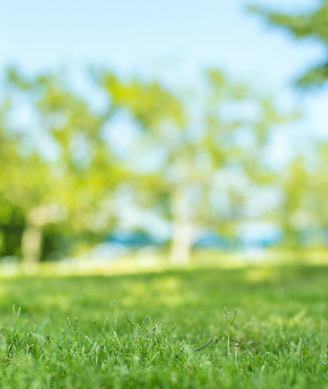 CLOSE-UP OF GRASS ON LAND