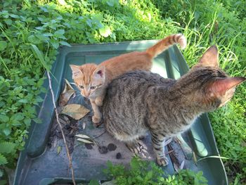 Cat lying in a plant