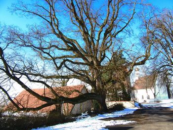 Bare trees on snow covered land against sky