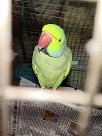 Close-up of parrot in cage