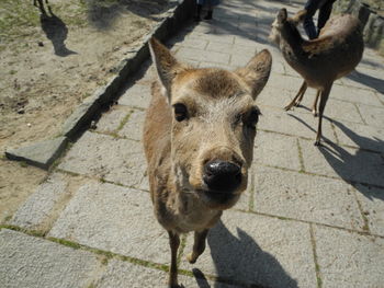 Portrait of deer on footpath