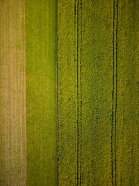 Scenic view of agricultural field