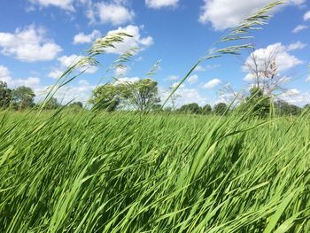 Scenic view of wheat field against sky