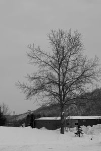 Bare trees in winter