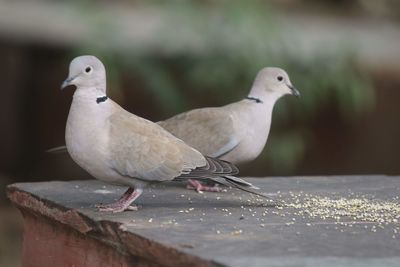 Close-up of birds perching on retaining wall