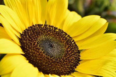 Close-up of sunflower