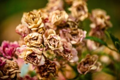 Close-up of flowers