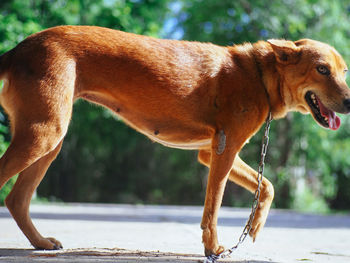 Portrait of dog walking on street