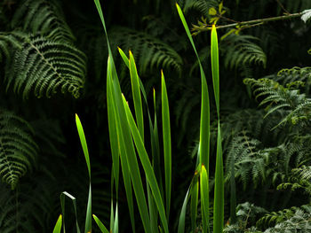 Close-up of leaves