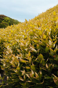 Close-up of sunflower field