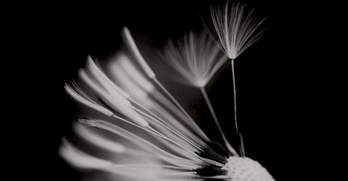 Close-up of flower over black background