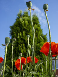 Close-up of red poppy flowers against sky