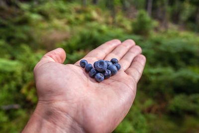 Close-up of man hand holding fruit