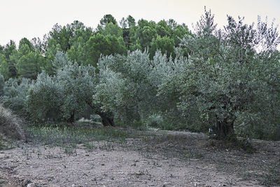 Trees on field against sky