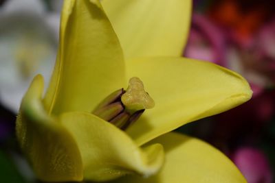 Close-up of yellow flower