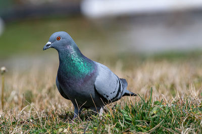 Close-up of a bird on field