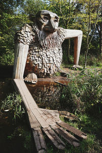 View of an animal sitting on wood