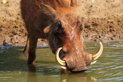 Close-up of horse drinking water