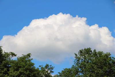 Low angle view of trees against blue sky