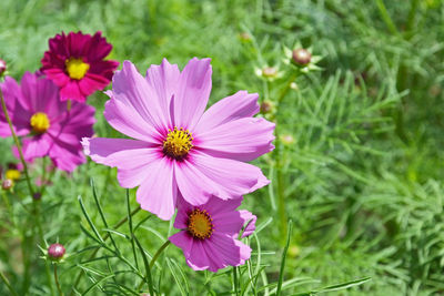 Close-up of pink cosmos flower on field