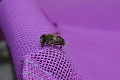 Close-up of honey bee perching on woven chair