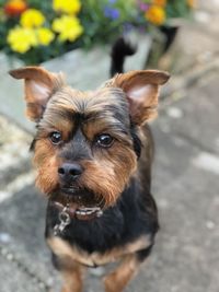 Close-up portrait of dog on footpath