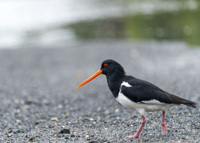 Close-up of an oystercatcher bird