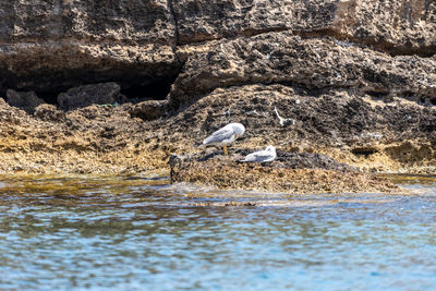 Seagulls on the rocky coastline near stegna on the eastside of rhodes island, greece