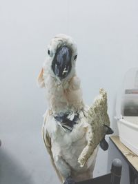 Portrait of white bird on car