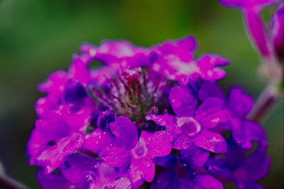 Close-up of wet purple flowering plant