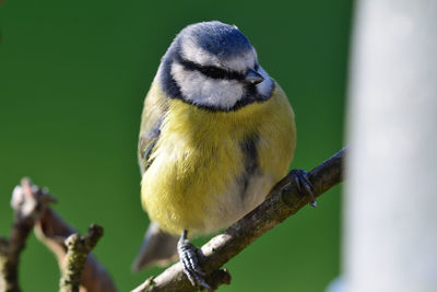 Close-up of a bluetit perching on a branch