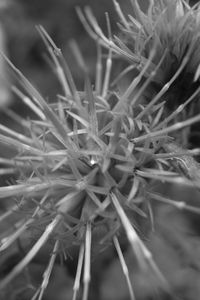 Close-up of plants