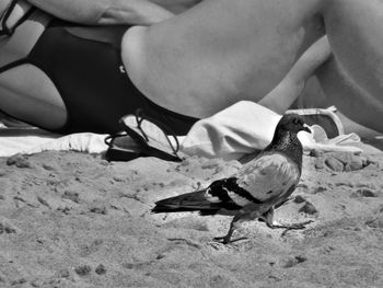 Midsection of person eating bird on beach