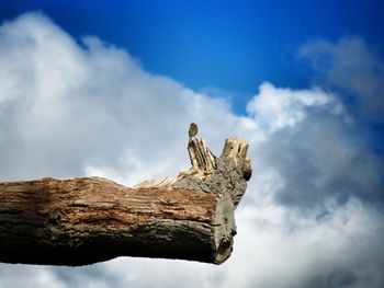 Low angle view of bird on dead tree against sky