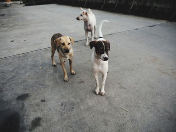 High angle view of dogs on street in city