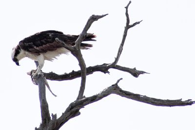 Low angle view of bird perching on branch against clear sky