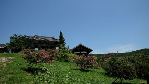 Plants growing in front of house against clear sky